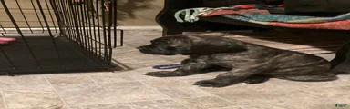 Cane Corso 1