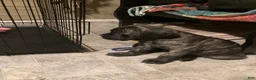 Cane Corso dogs for sale: Cane Corso 1 - Ad 1