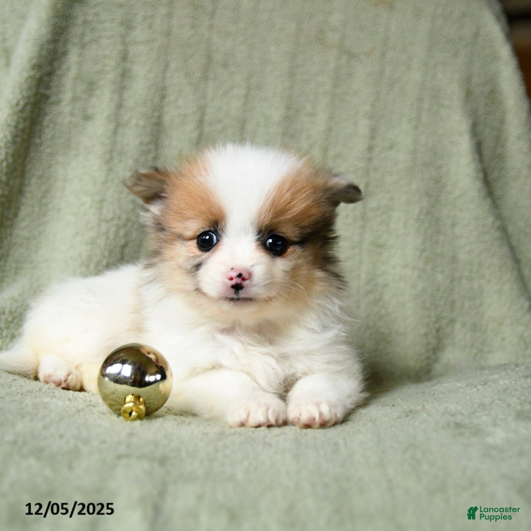 Pomeranian dogs for sale: Smiley - Ad 5