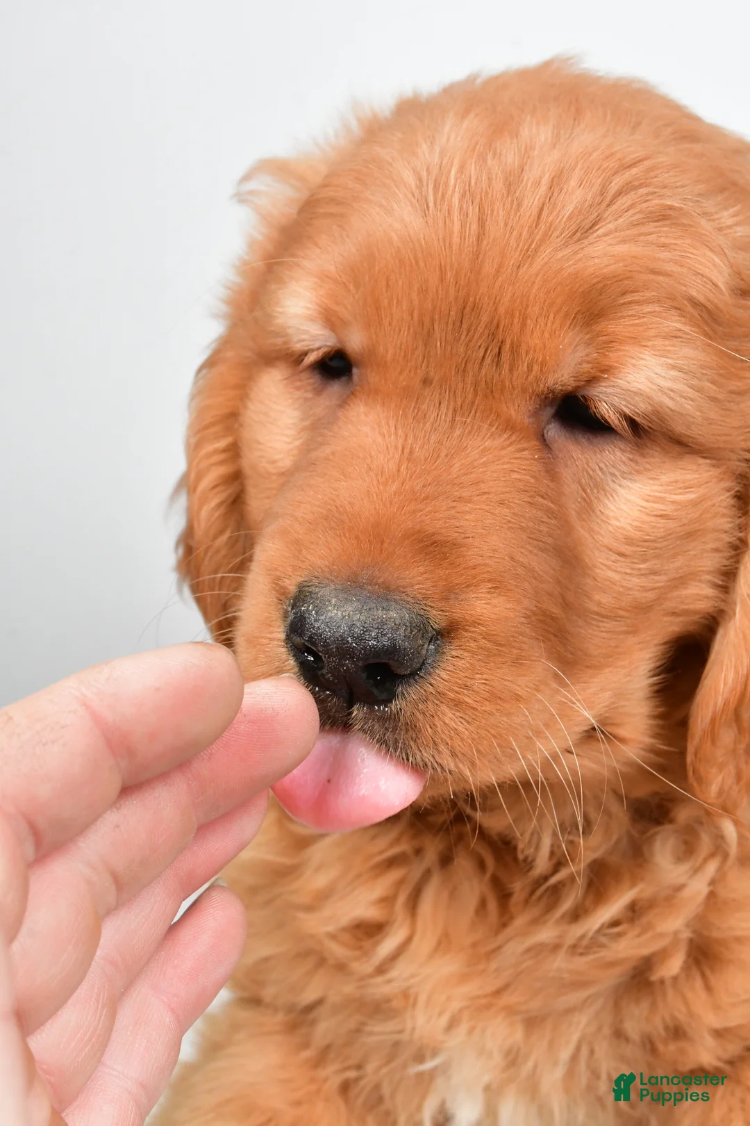 Golden Retriever dogs for sale: Archie - Ad 6