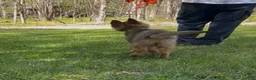 German Shepherd dogs for sale: THALIA - Ad 10