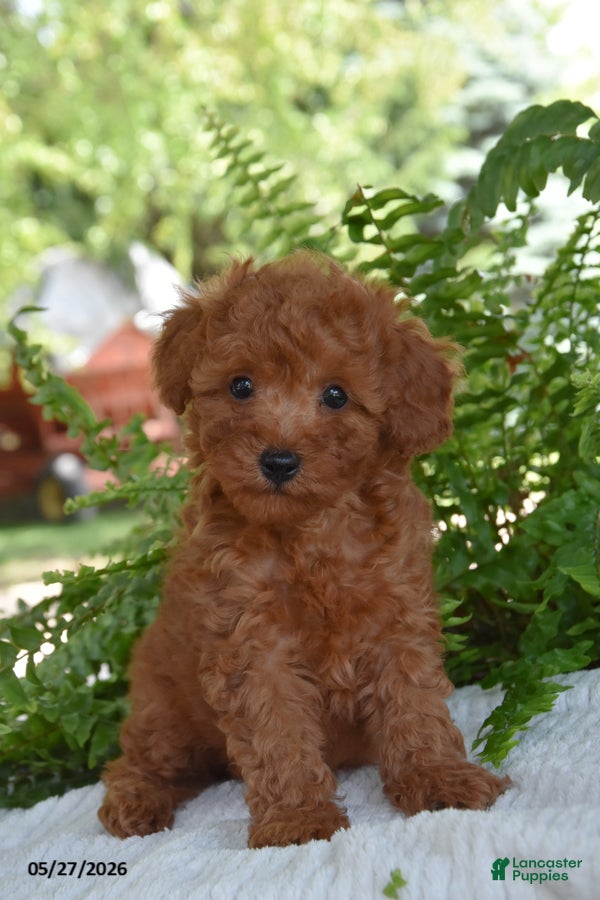 Cockapoo dogs King - Ad 1