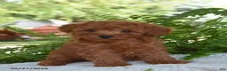 Cockapoo dogs for sale: King - Ad 1