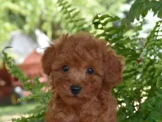 Cockapoo dogs for sale: King - Ad 3