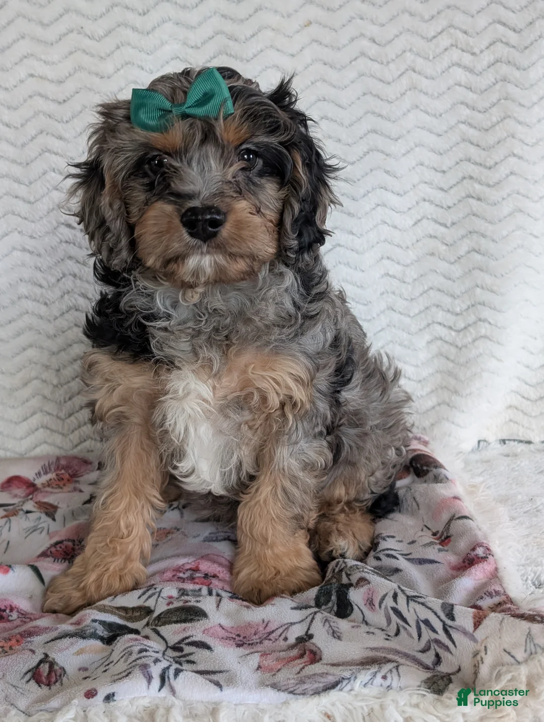 Cavapoo dogs for sale: Bluey - Ad 15
