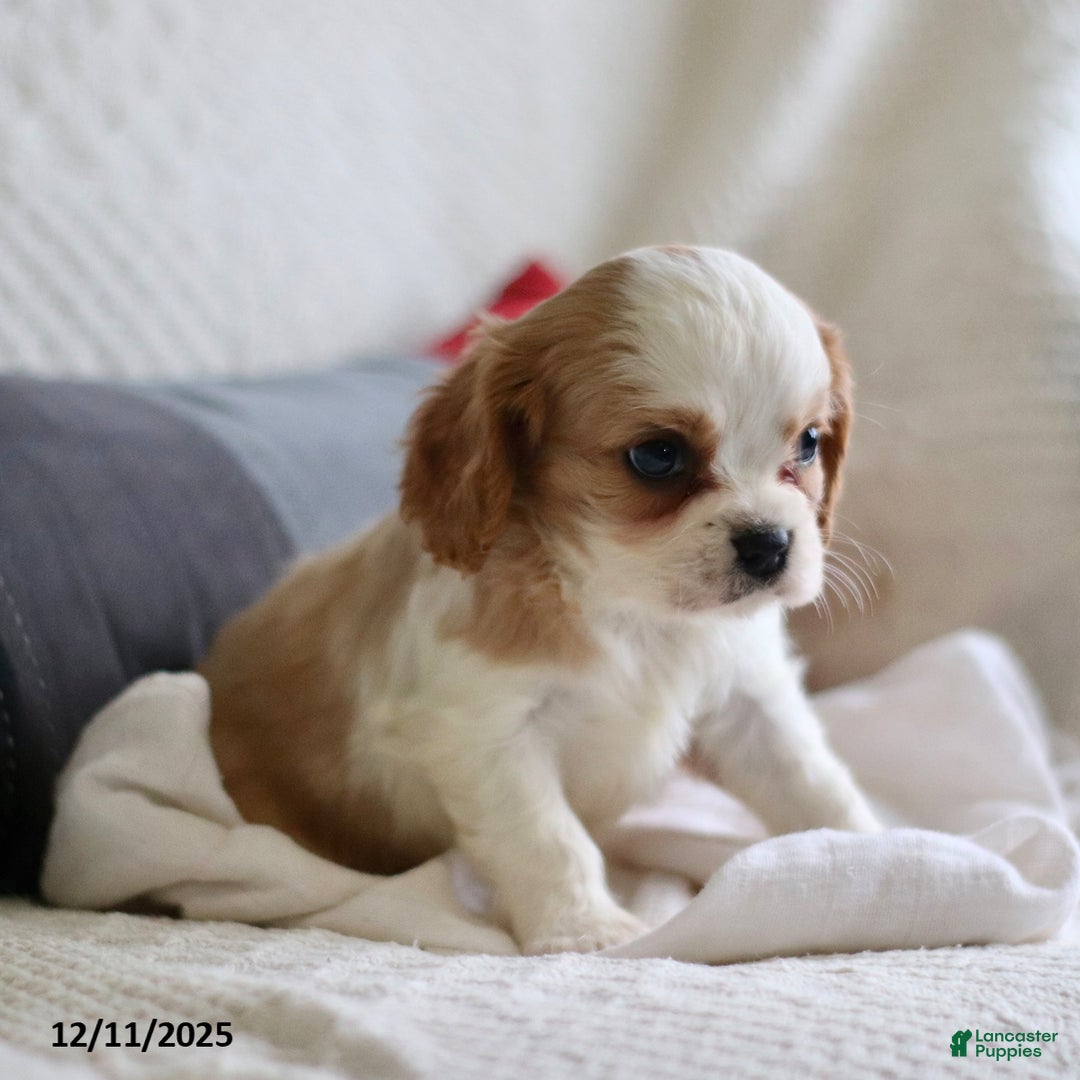 Cavalier King Charles Spaniel dogs for sale: Landon - Ad 5