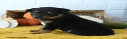 Rottweiler dogs for sale: Axel - Ad 3