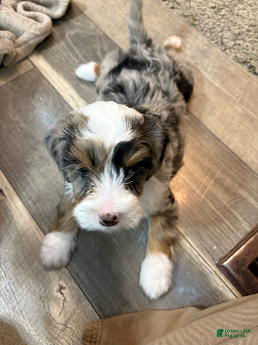 Bernedoodle dogs for sale: Millie - Ad 3