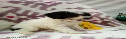Miniature Poodle dogs for sale: Rainbow - Ad 6