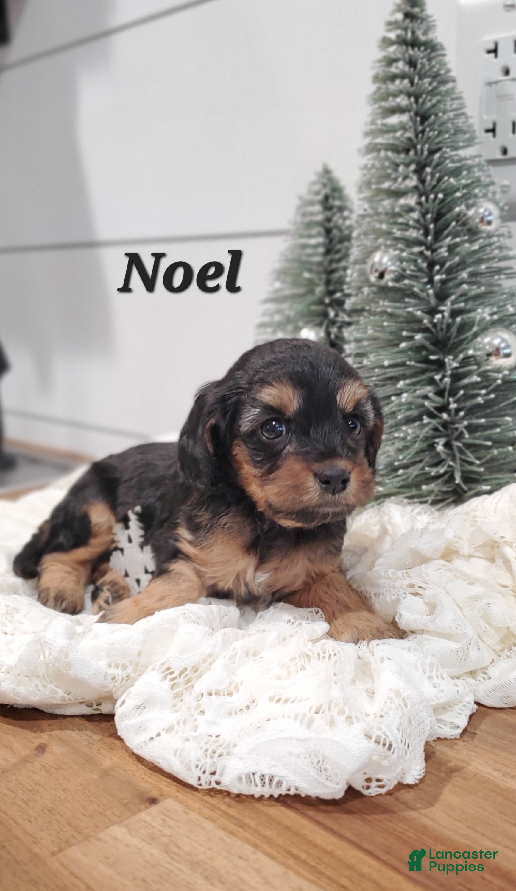 Cavapoo dogs Noel - Ad 11