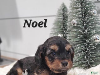 Cavapoo dogs Noel - Ad 38
