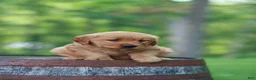 Golden Retriever dogs for sale: Blossom - Ad 3