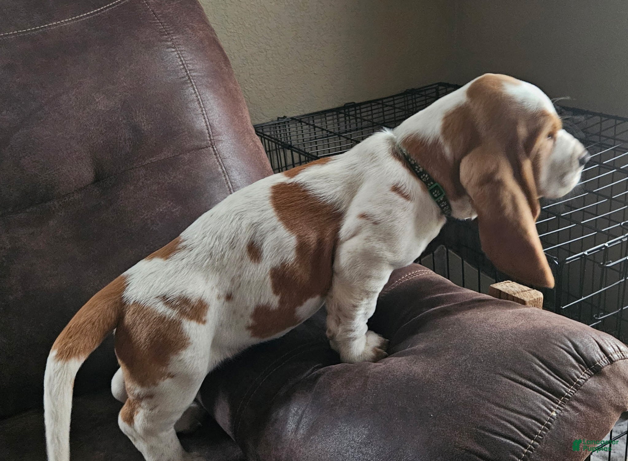Basset Hound dogs Basset Hound Puppy 1 - Ad 2