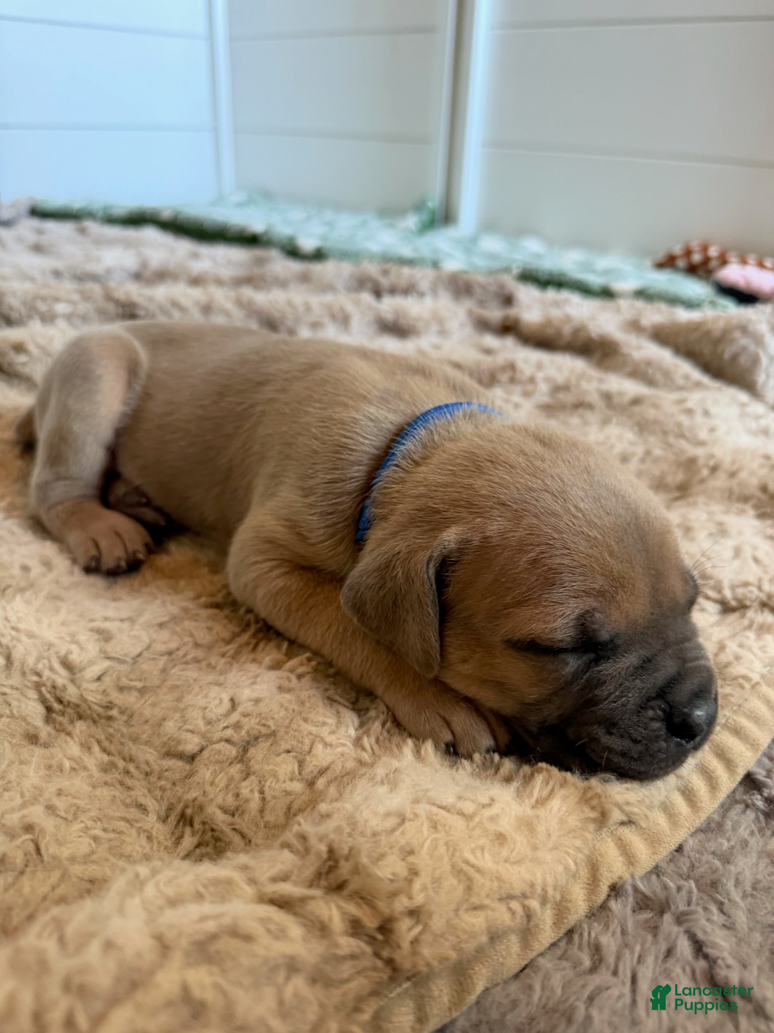 Cane Corso dogs Cane Corso Male 6 (Blue) - Ad 2