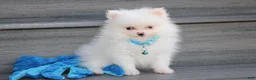 Pomeranian dogs for sale: Casper - Ad 3