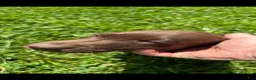 Labrador Retriever dogs for sale: Labrador Retriever 1 - Ad 2