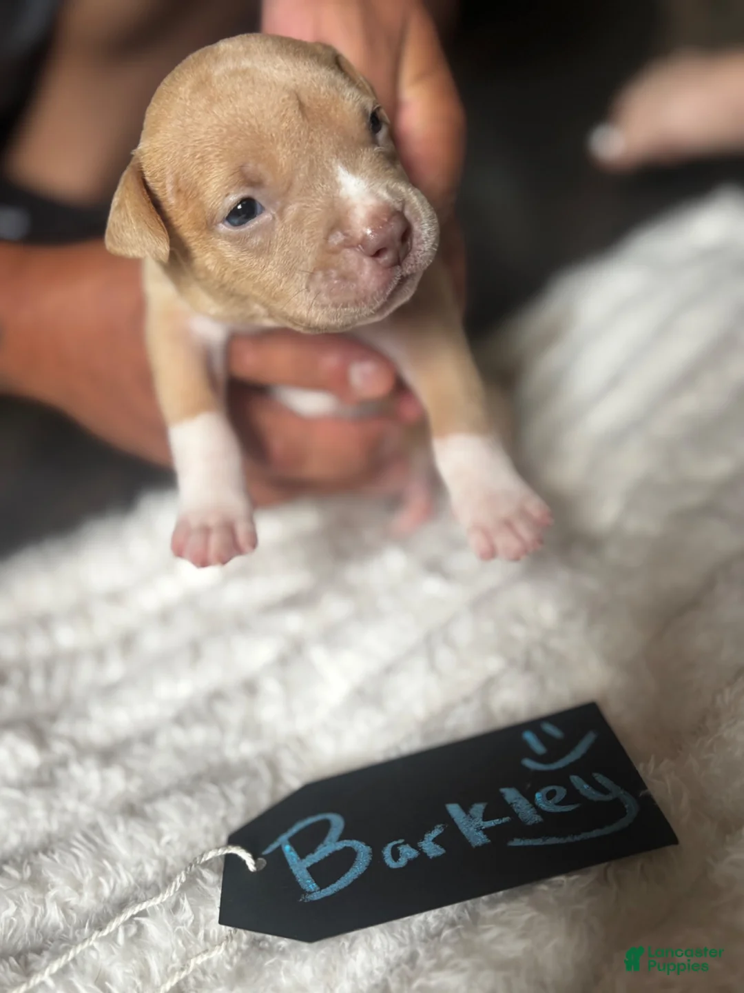 American Pit Bull Terrier dogs for sale: Barkley - Ad 2