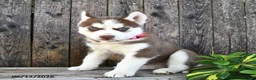 Siberian Husky dogs for sale: Hunter - Ad 1