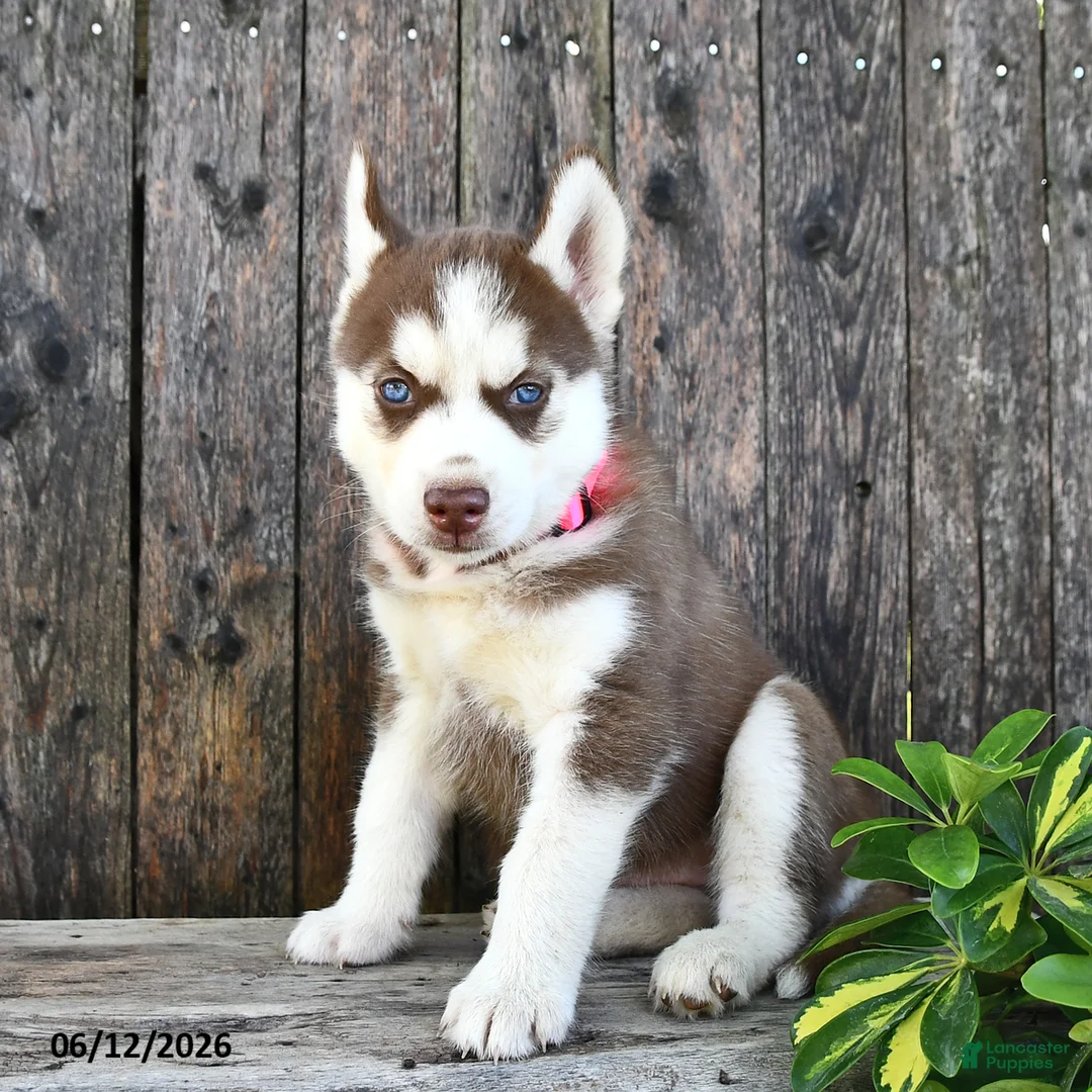 Siberian Husky dogs for sale: Hunter - Ad 1