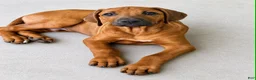 Rhodesian Ridgeback dogs for sale: Rhodesian Ridgeback -Bright  Yellow  - Ad 2