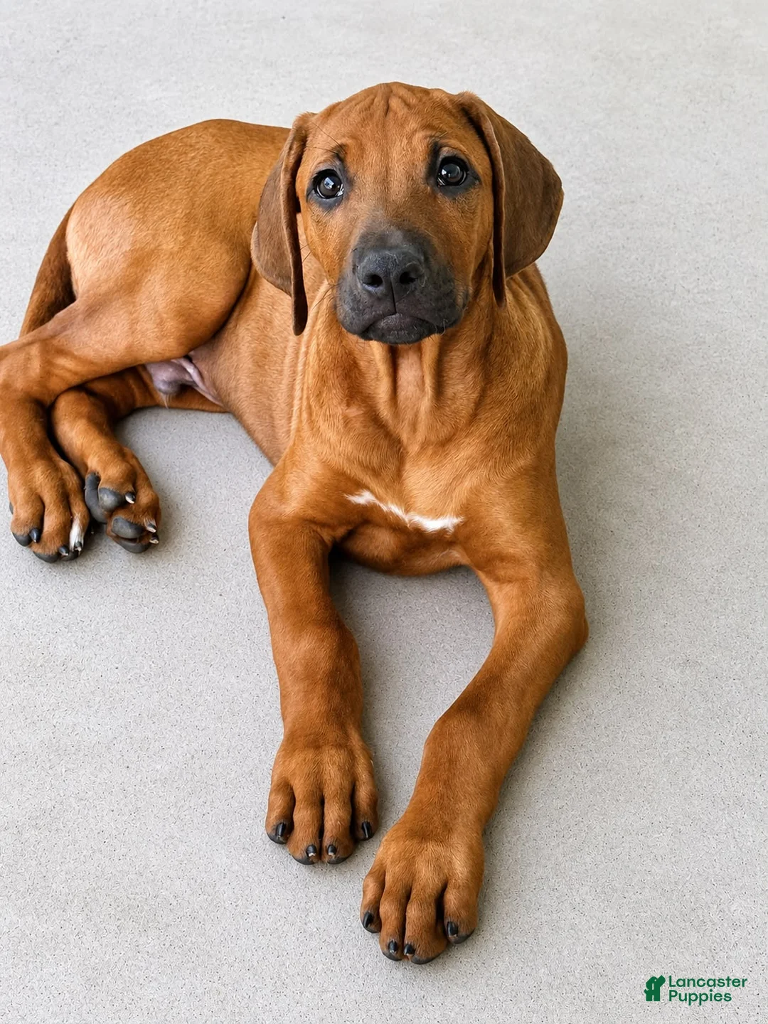Rhodesian Ridgeback dogs for sale: Rhodesian Ridgeback -Bright  Yellow  - Ad 2