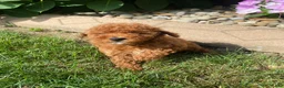 Miniature Poodle dogs for sale: Fran - Ad 6
