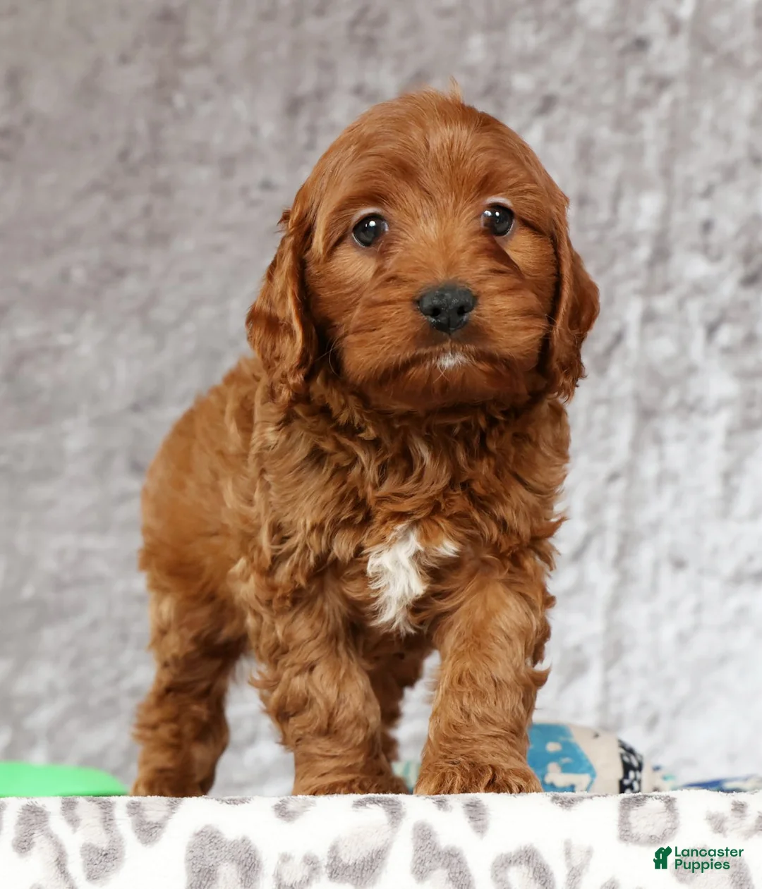 Cavapoo dogs for sale: Mia - Ad 7