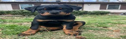 Rottweiler dogs for sale: Lady - Ad 2