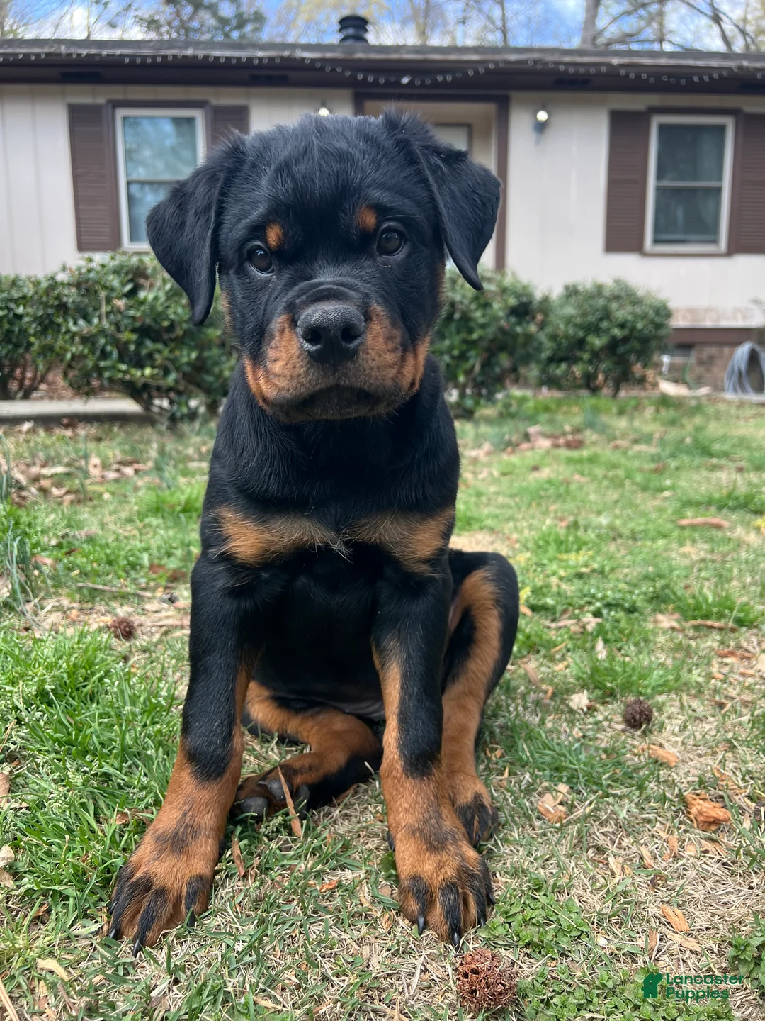 Rottweiler dogs for sale: Lady - Ad 2