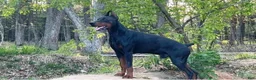 Doberman Pinscher dogs for sale: Doberman Pinscher 2 - Ad 3