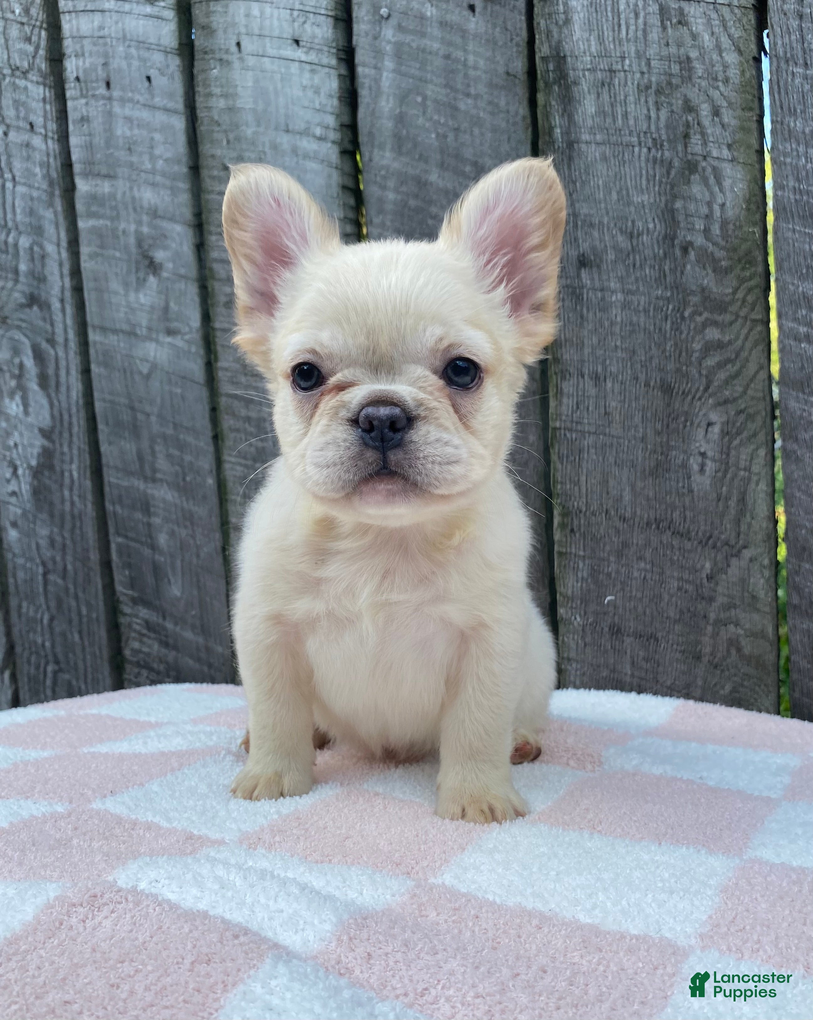 French Bulldog dogs Phoebe  - Ad 1