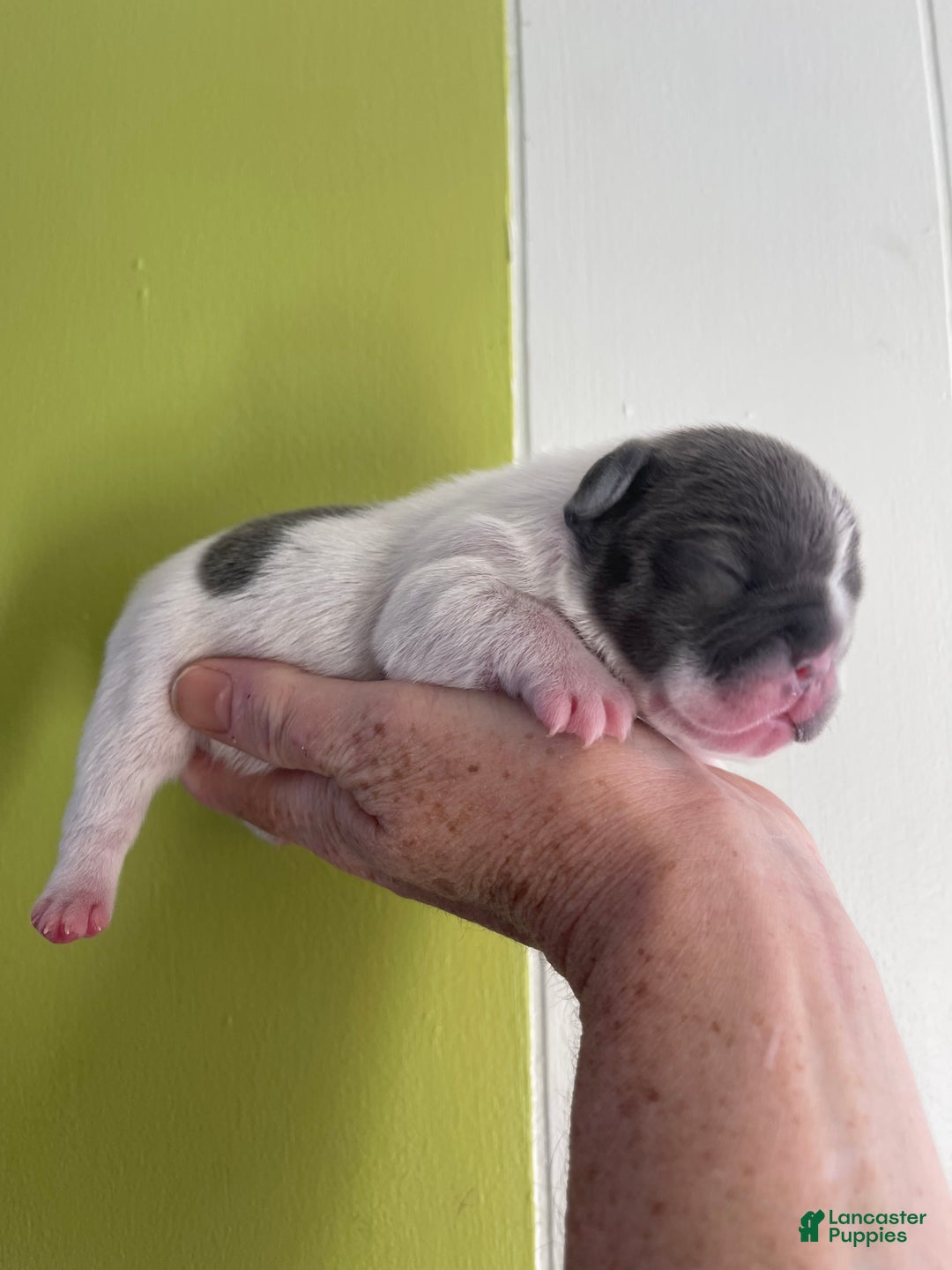 French Bulldog dogs for sale: Stella - Ad 4