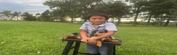 Miniature Dachshund dogs for sale: Pearl - Ad 41