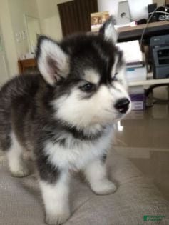 Siberian Husky dogs Siberian Husky 1 - Ad 12