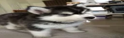 Siberian Husky dogs for sale: Siberian Husky 1 - Ad 1