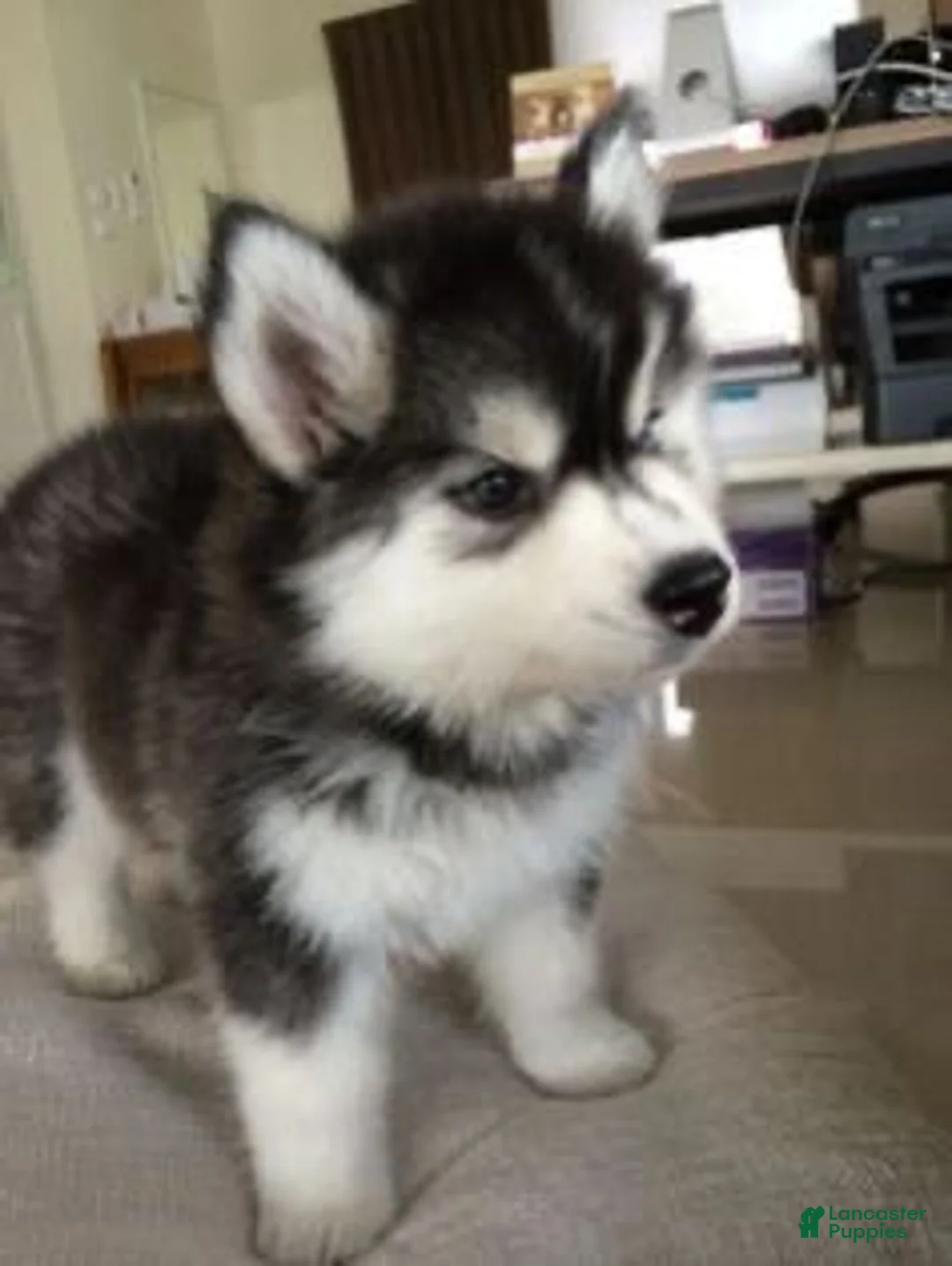 Siberian Husky dogs for sale: Siberian Husky 1 - Ad 1