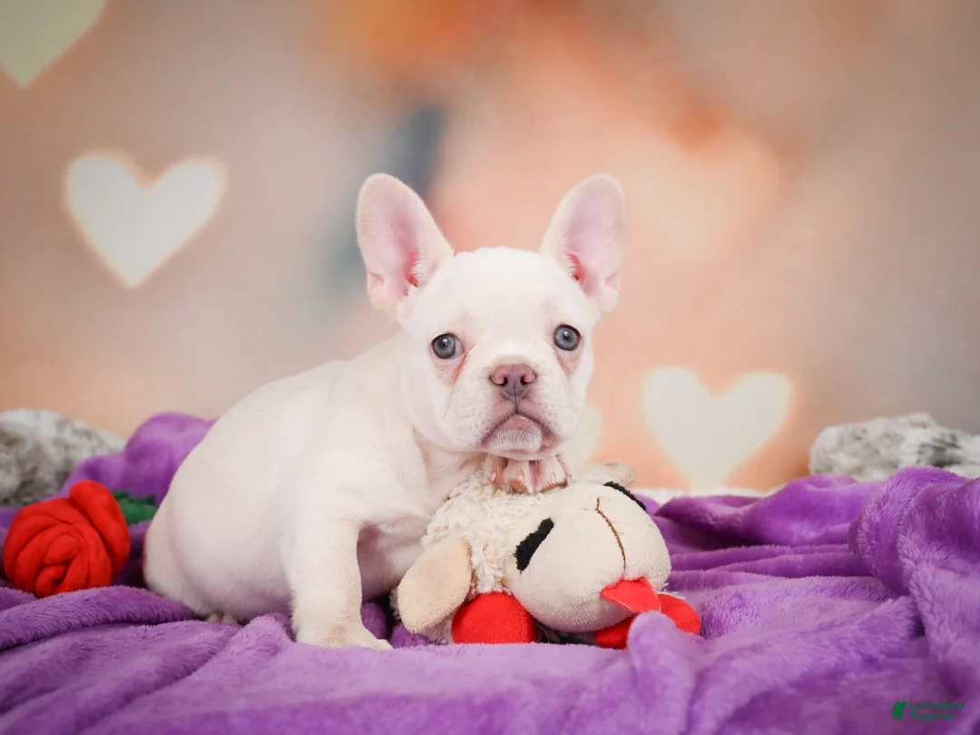 French Bulldog dogs for sale: Sadie - Ad 1