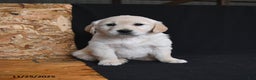 Golden Retriever dogs for sale: Reese - Ad 1