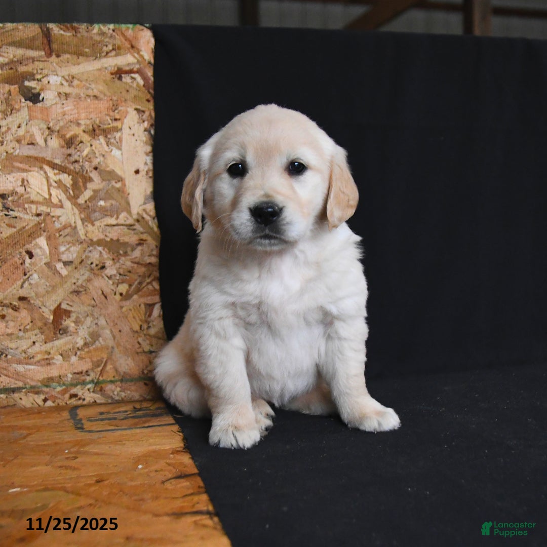 Golden Retriever dogs for sale: Reese - Ad 1
