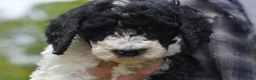 Standard Poodle dogs for sale: Raven, Standard Poodle Puppy 7 - Ad 3