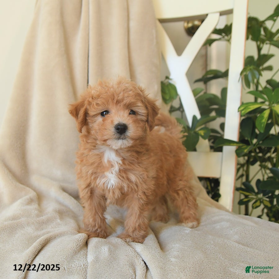 Havapoo dogs Laffy - Ad 33