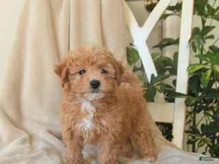 Havapoo dogs Laffy - Ad 33