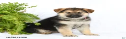 German Shepherd dogs for sale: Rebel - Ad 3