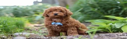 Miniature Poodle dogs for sale: Apollo - Ad 6