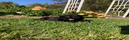 Newfoundland dogs for sale: SARGE - Ad 9