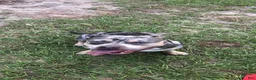 American Bulldog dogs for stud: Tank  - Ad 3