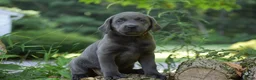 Labrador Retriever dogs for sale: Sky - Ad 7