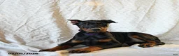 Doberman Pinscher dogs for sale: Reba - Ad 1