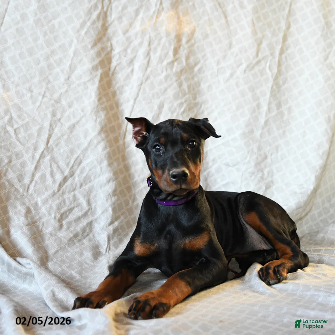 Doberman Pinscher dogs for sale: Reba - Ad 1