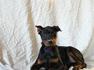 Doberman Pinscher dogs Reba - Ad 3